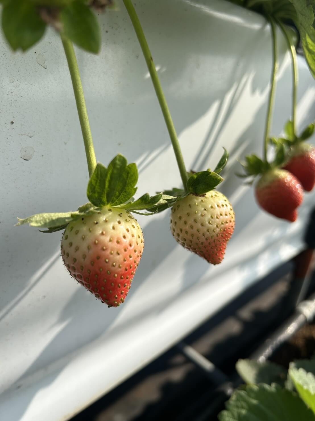 苗栗大湖草莓季攻略:採摘價格、交通資訊與美食推薦 - 第8張圖