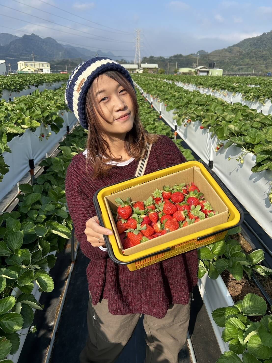 苗栗大湖草莓季攻略:採摘價格、交通資訊與美食推薦 - 第19張圖