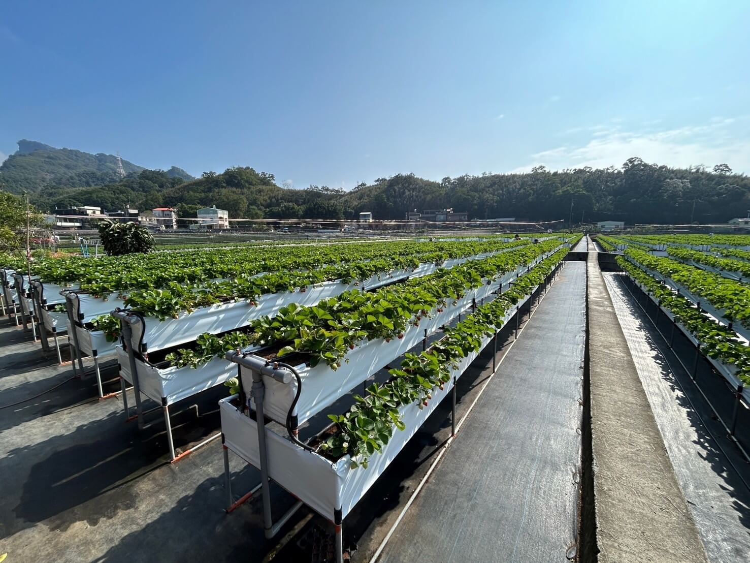 苗栗大湖草莓季攻略:採摘價格、交通資訊與美食推薦 - 第15張圖
