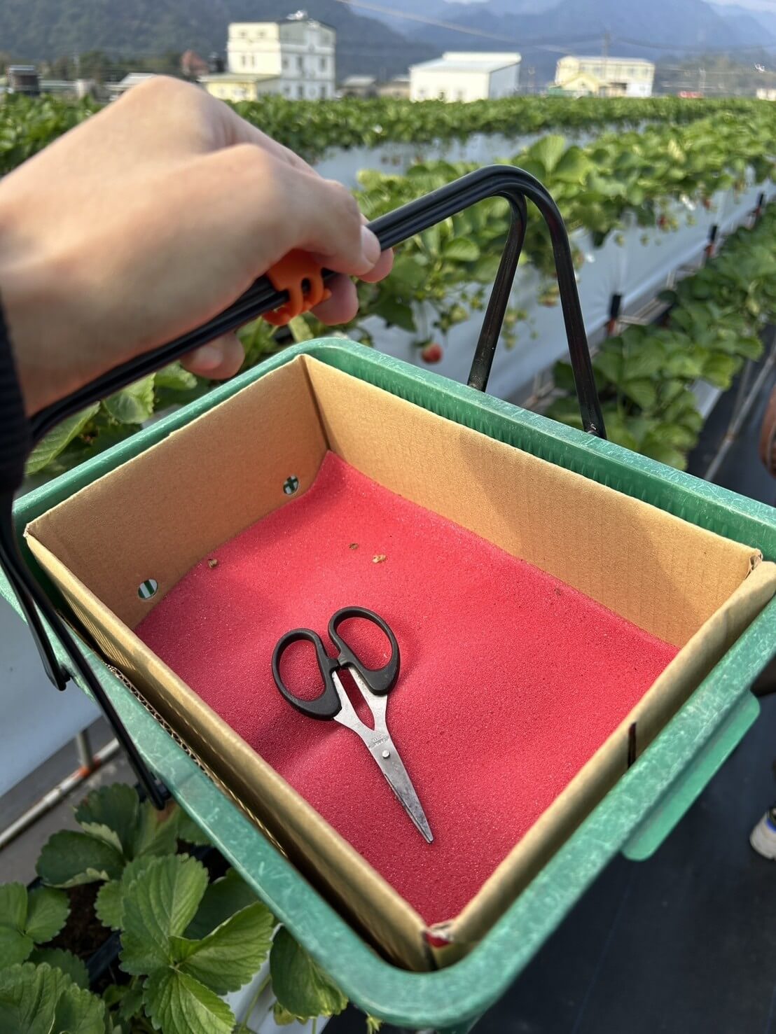 苗栗大湖草莓季攻略:採摘價格、交通資訊與美食推薦 - 第18張圖