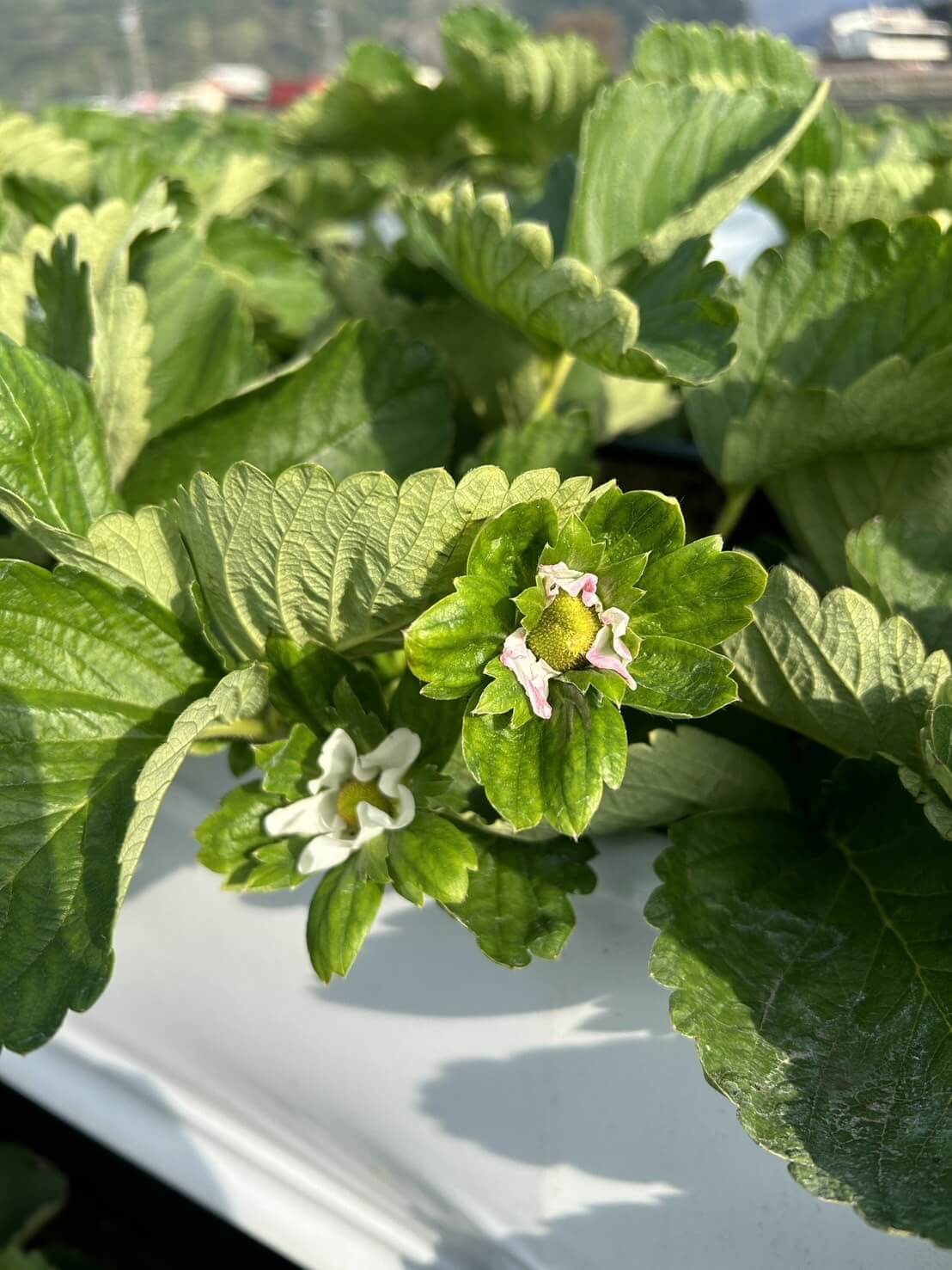 苗栗大湖草莓季攻略:採摘價格、交通資訊與美食推薦 - 第10張圖