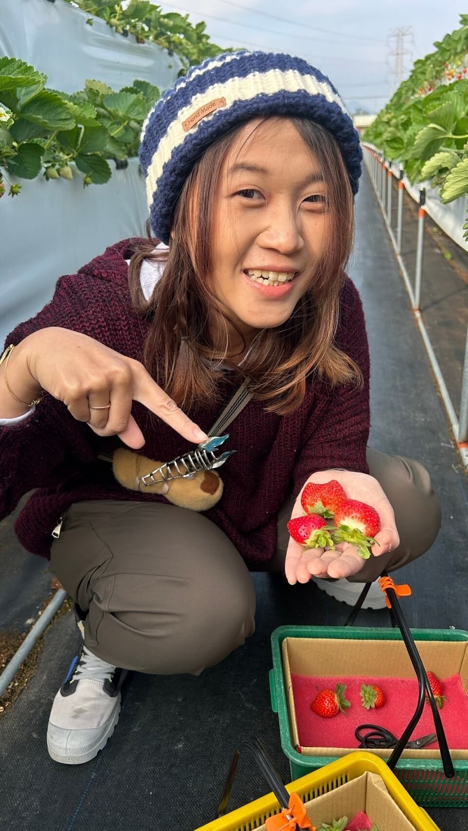 苗栗大湖草莓季攻略:採摘價格、交通資訊與美食推薦 - 第2張圖