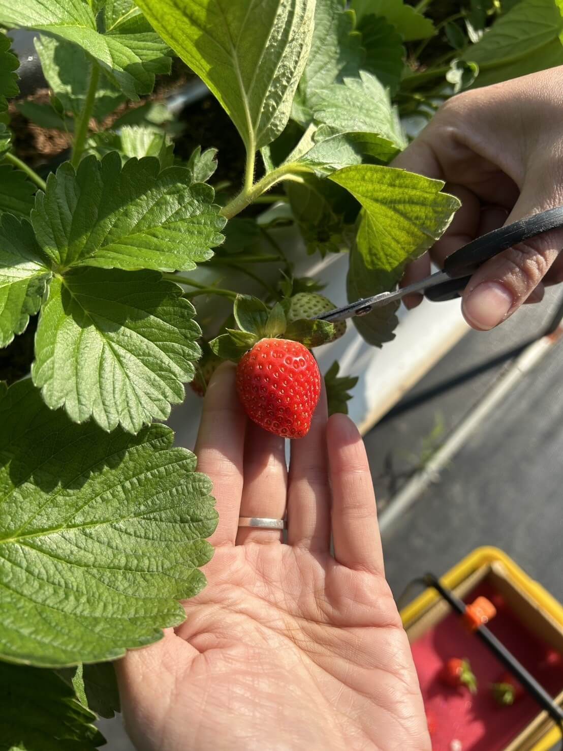 苗栗大湖草莓季攻略:採摘價格、交通資訊與美食推薦 - 第3張圖