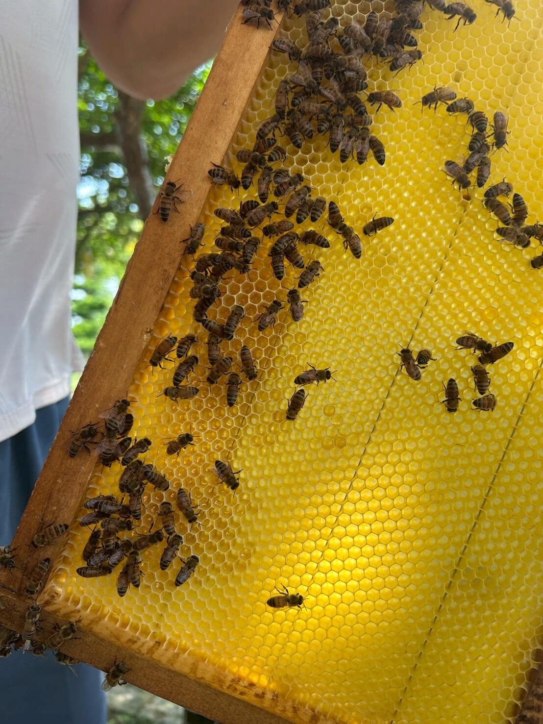 蜜蜂生態導覽體驗|愛蜂園近距離接觸蜂箱、生態解說、採蜜DIY,親子旅遊必訪行程 - 第7張圖