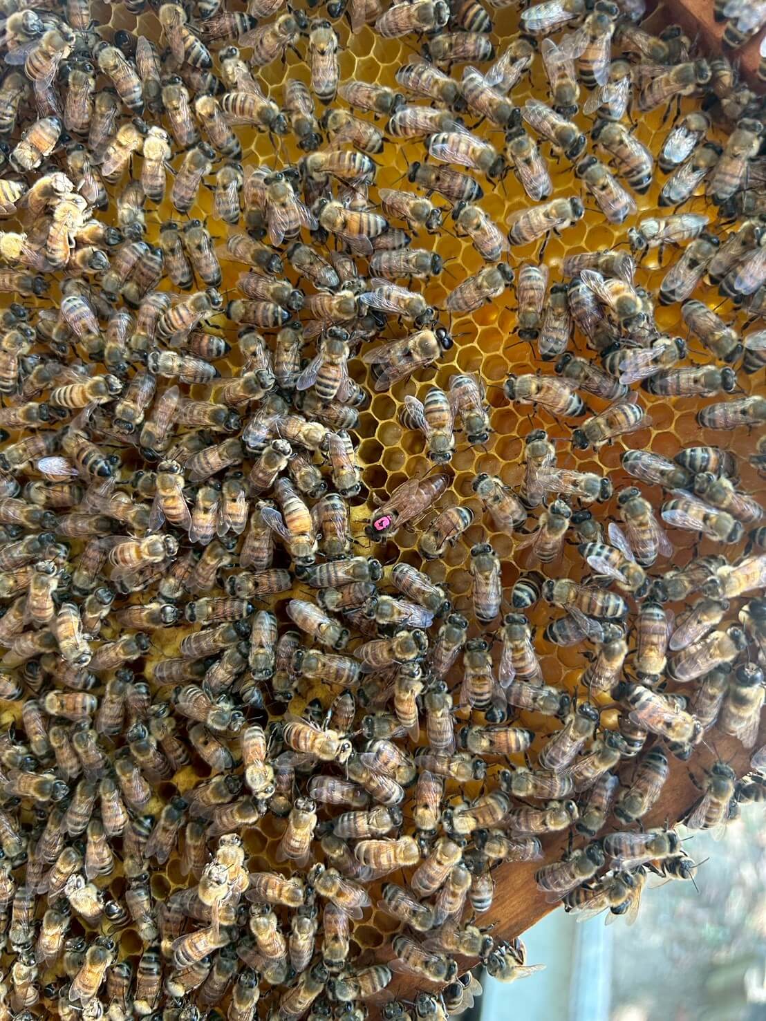 蜜蜂生態導覽體驗|愛蜂園近距離接觸蜂箱、生態解說、採蜜DIY,親子旅遊必訪行程 - 第23張圖