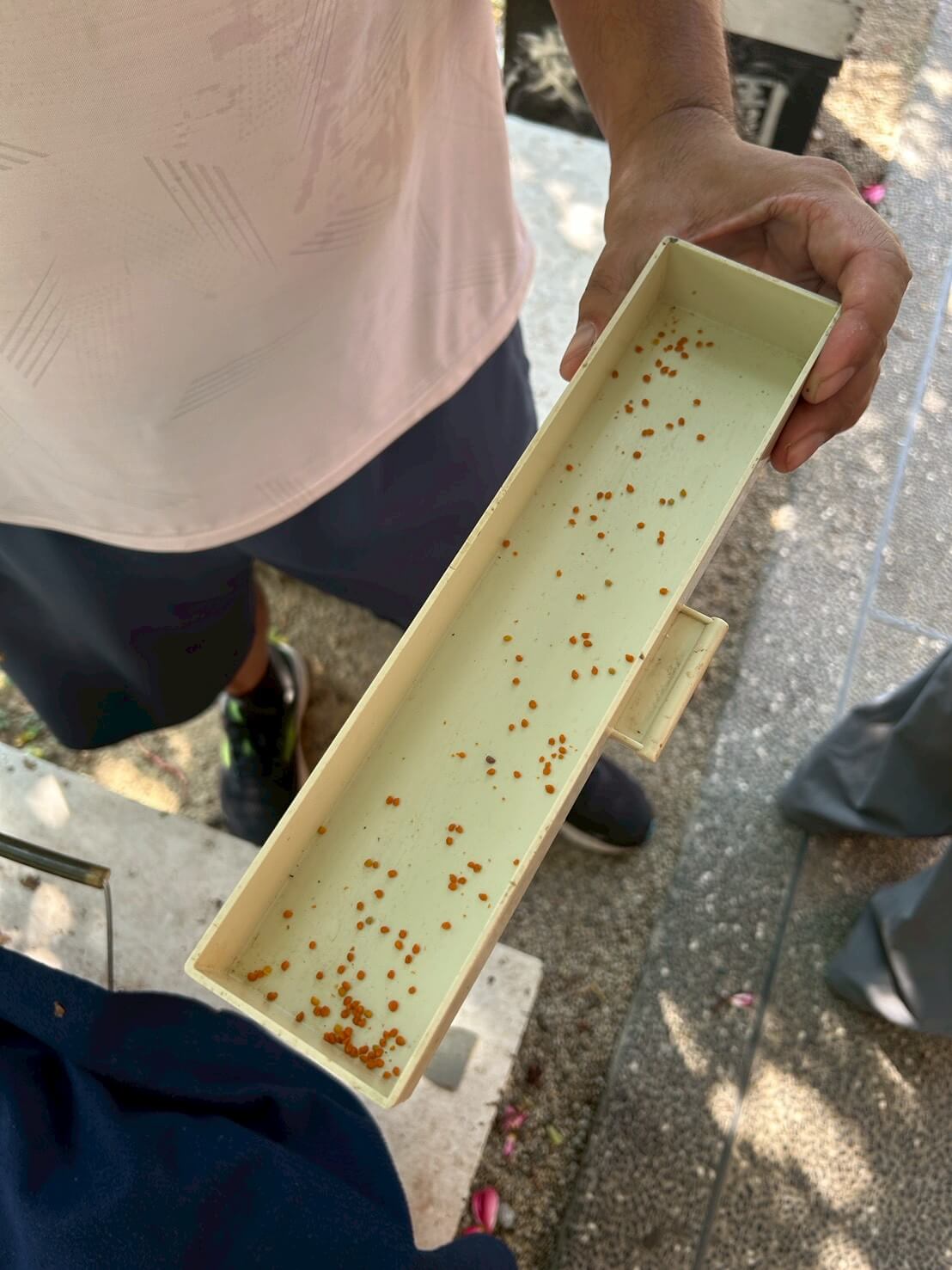 蜜蜂生態導覽體驗|愛蜂園近距離接觸蜂箱、生態解說、採蜜DIY,親子旅遊必訪行程 - 第14張圖