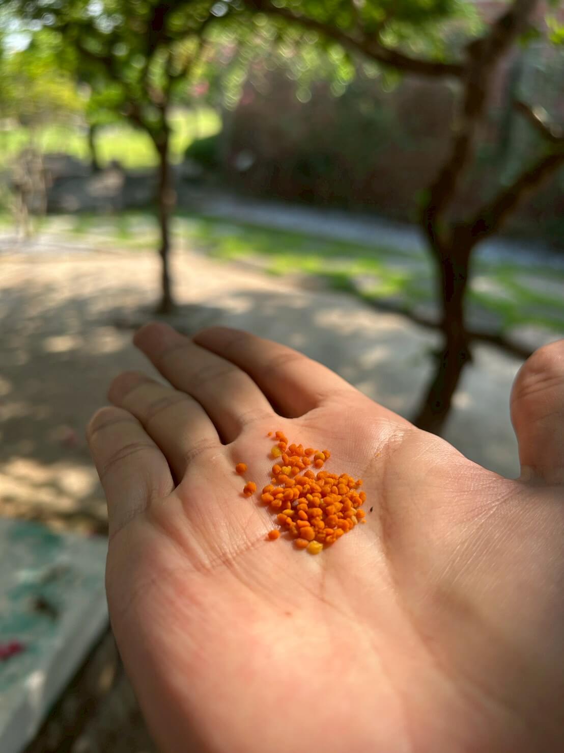 蜜蜂生態導覽體驗|愛蜂園近距離接觸蜂箱、生態解說、採蜜DIY,親子旅遊必訪行程 - 第15張圖