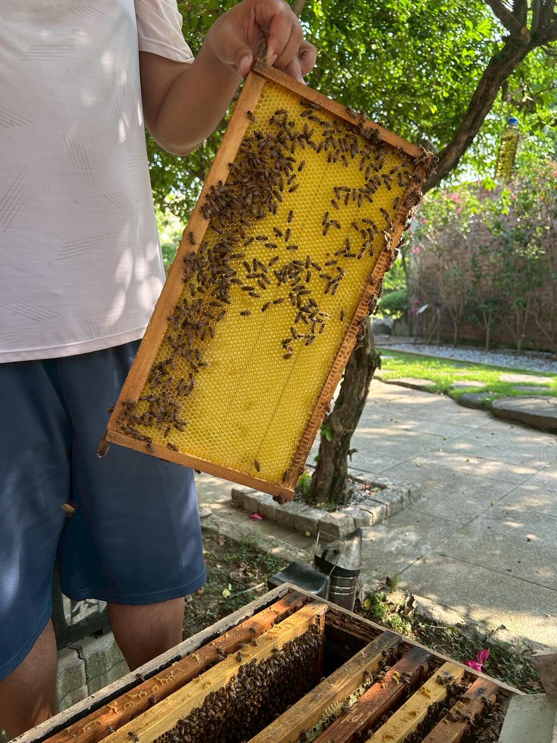 蜜蜂生態導覽體驗|愛蜂園近距離接觸蜂箱、生態解說、採蜜DIY,親子旅遊必訪行程 - 第21張圖