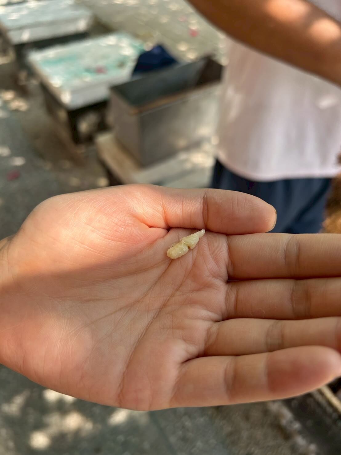 蜜蜂生態導覽體驗|愛蜂園近距離接觸蜂箱、生態解說、採蜜DIY,親子旅遊必訪行程 - 第9張圖
