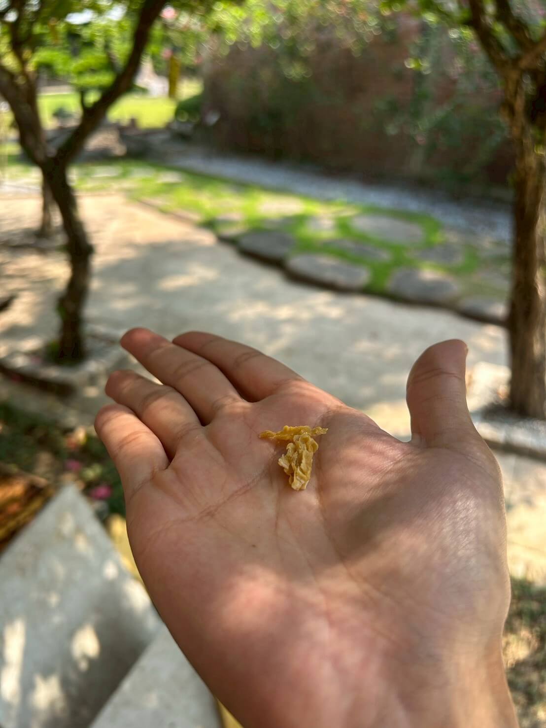 蜜蜂生態導覽體驗|愛蜂園近距離接觸蜂箱、生態解說、採蜜DIY,親子旅遊必訪行程 - 第10張圖